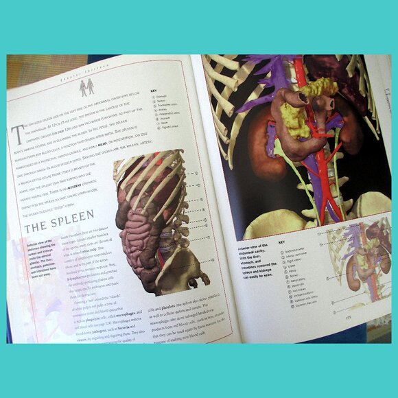 Book: New Atlas of Human Anatomy, Editor Thomas McCracken - Picture 6 of 16